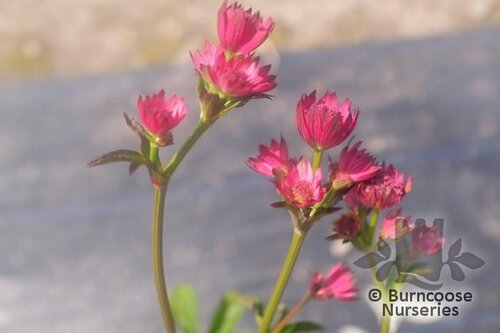 ASTRANTIA major 'Venice' 