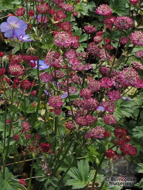 ASTRANTIA major 'Moulin Rouge' 