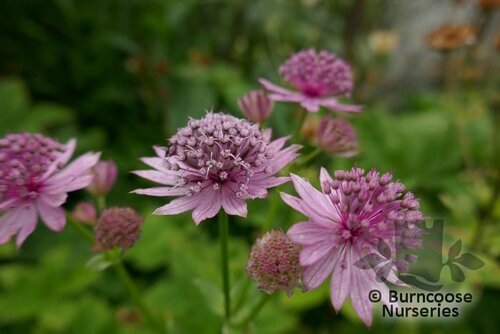 ASTRANTIA 'Roma'  