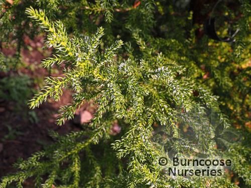 ATHROTAXIS selaginoides  