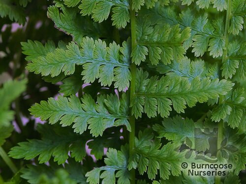 HARDY FERNS Athyrium filix-femina  