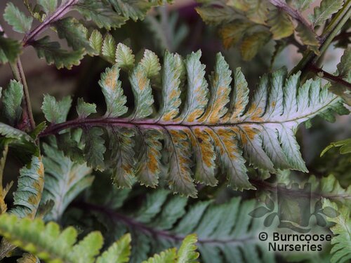 HARDY FERNS Athyrium niponicum var. pictum 'Silver Falls'