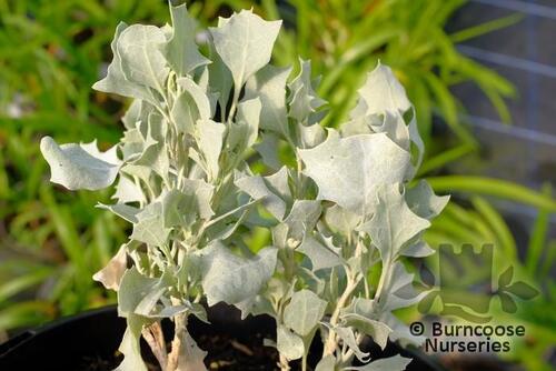ATRIPLEX nummularia 'Silver Holly' 