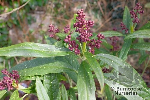 AUCUBA himalaica var. dolichophylla   