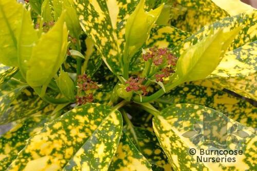 AUCUBA japonica 'Golden King' 