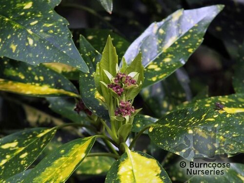 AUCUBA japonica 'Golden Spangles' 