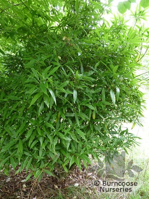 AUCUBA japonica 'Salicifolia' 