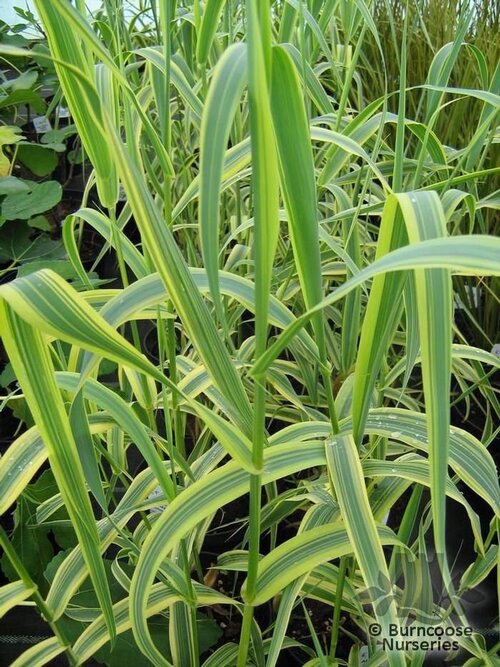 ARUNDO donax var. versicolor 
