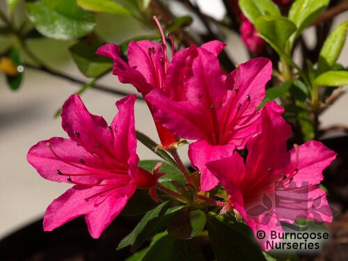 AZALEA - EVERGREEN 'Hino-crimson'  