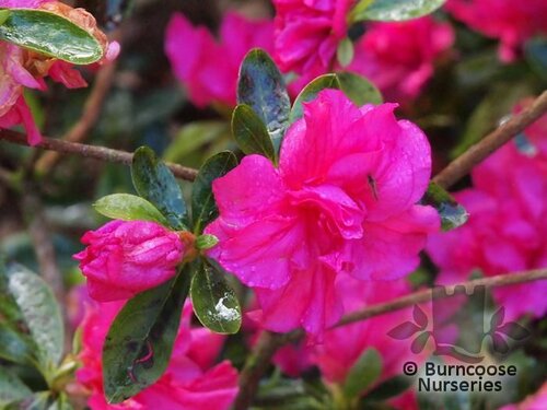 AZALEA - EVERGREEN 'Anna Kehr'  