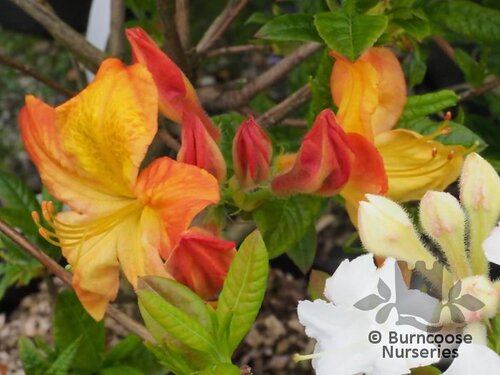 AZALEA - DECIDUOUS 'Arneson Gem'  