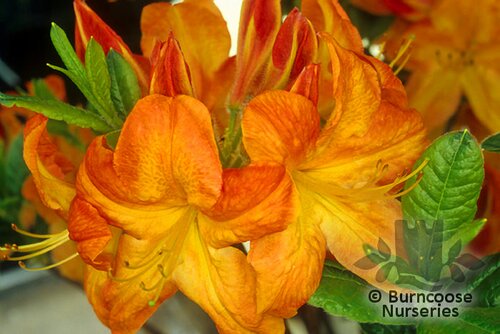 AZALEA - DECIDUOUS   
