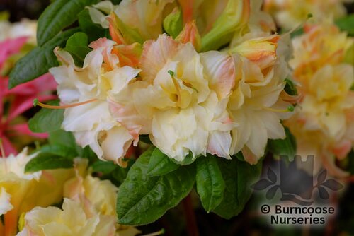 AZALEA - DECIDUOUS 'Cannon's Double'  