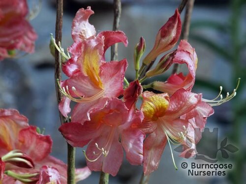 AZALEA - DECIDUOUS 'Cecile'  