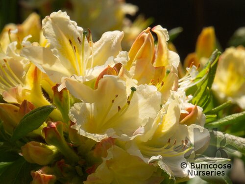 Azalea - Deciduous 'Daviesii'
