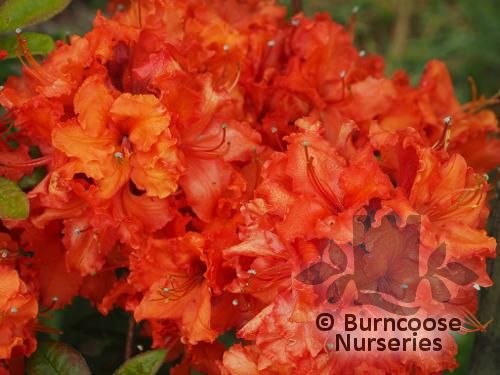 Azalea - Deciduous 'Gibraltar' from Burncoose Nurseries