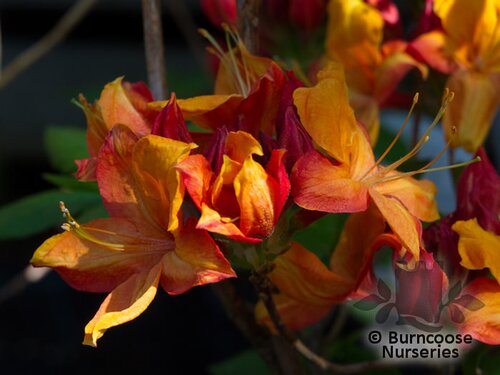 AZALEA - DECIDUOUS 'Golden Eagle'  