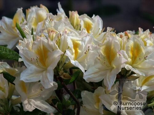 AZALEA - DECIDUOUS 'Persil'  