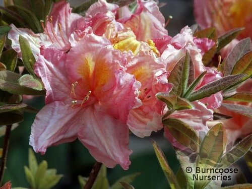 AZALEA - DECIDUOUS 'Berryrose'  