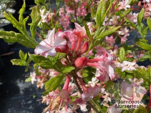 AZALEA - DECIDUOUS 'Corneille'  