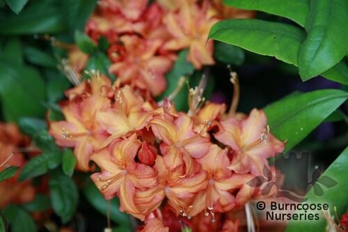 AZALEA - DECIDUOUS 'Firework'  