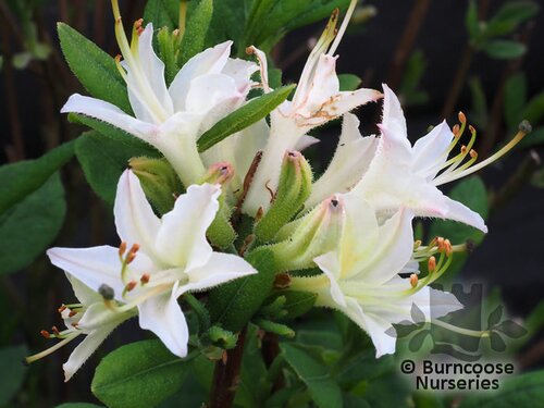 AZALEA - DECIDUOUS 'Fragrant Star'  