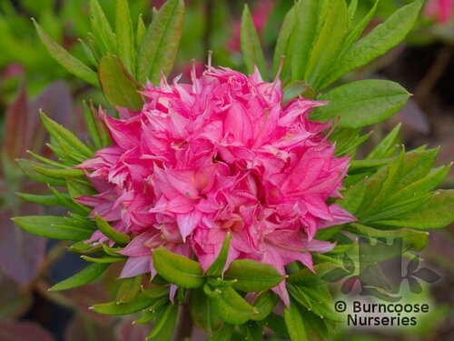 AZALEA - DECIDUOUS 'Homebush'  