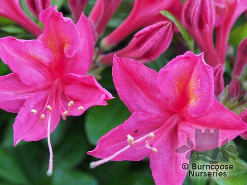 AZALEA - DECIDUOUS 'Jolie Madame'  
