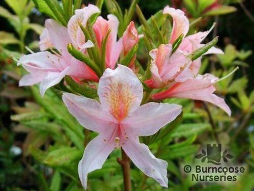 AZALEA - DECIDUOUS 'Delicatissima'  