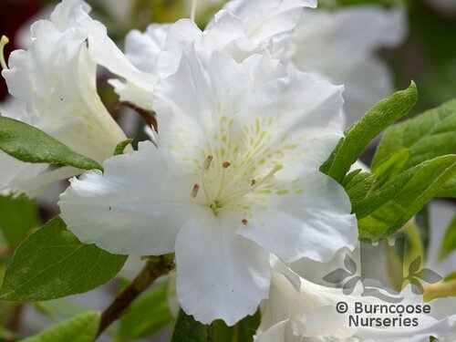 AZALEA - EVERGREEN 'Adonis'  