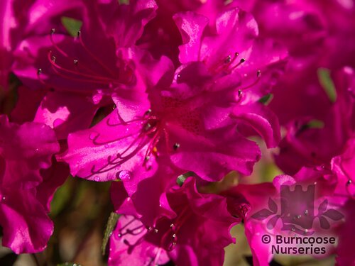 AZALEA - EVERGREEN 'Blue Danube'  