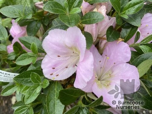 AZALEA - EVERGREEN 'Blue Moon'  
