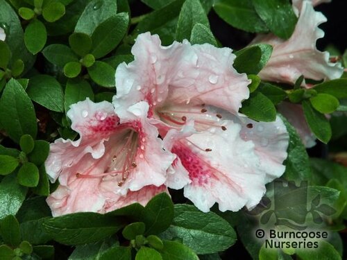 AZALEA - EVERGREEN   