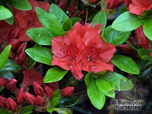 AZALEA - EVERGREEN 'Geisha Orange'  