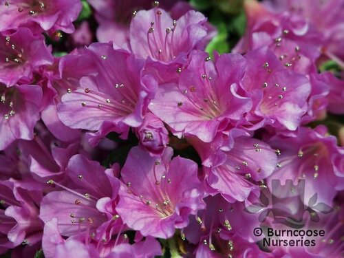 AZALEA - EVERGREEN 'Geisha Purple'  