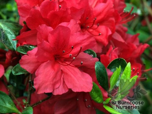 AZALEA - EVERGREEN 'Hino-scarlet'  