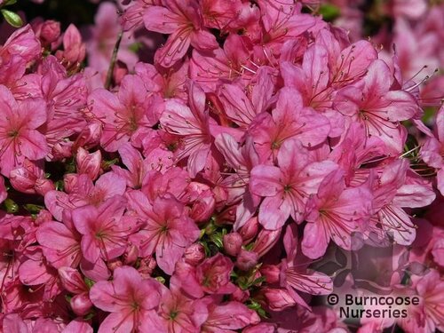 AZALEA - EVERGREEN 'Hinomayo'  