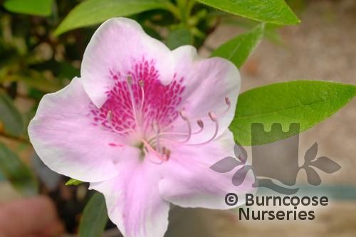 AZALEA - EVERGREEN 'Ho Oden'  
