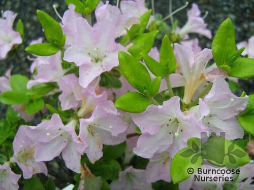 AZALEA - EVERGREEN 'Irohayama'  