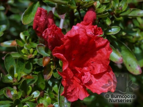 AZALEA - EVERGREEN kaempferi  