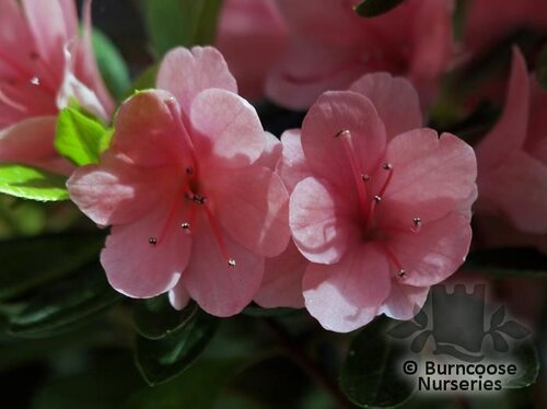 AZALEA - EVERGREEN 'Kirin'  