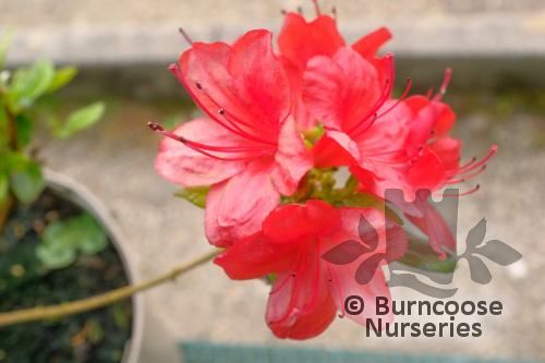 AZALEA - EVERGREEN 'Stewartstonian'  