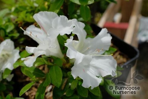 AZALEA - EVERGREEN 'White Moon'  