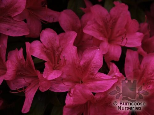 AZALEA - EVERGREEN 'Fedora'  