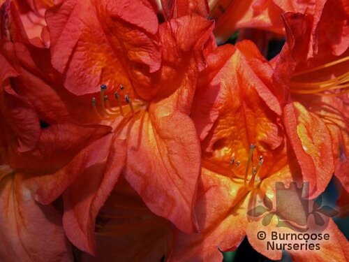 AZALEA - DECIDUOUS 'Fireball'  