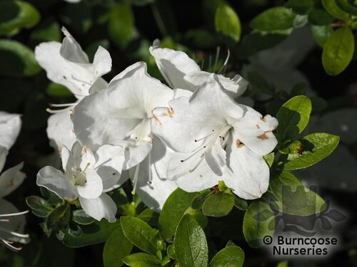 AZALEA - EVERGREEN 'Greenway -white form'  