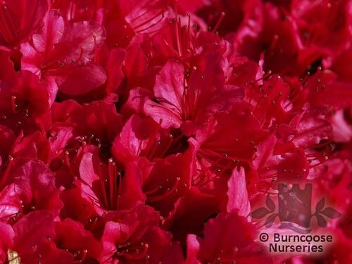 AZALEA - EVERGREEN 'Hinode-giri'  