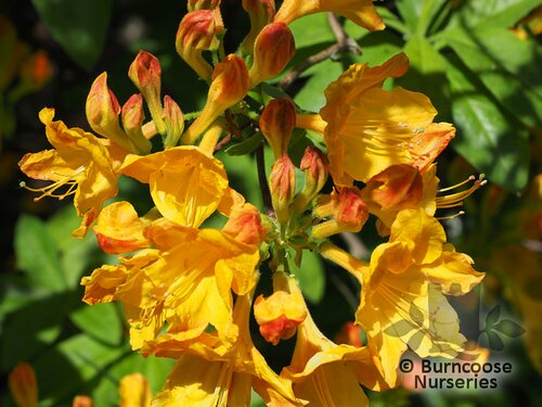 AZALEA - DECIDUOUS 'Klondyke'  