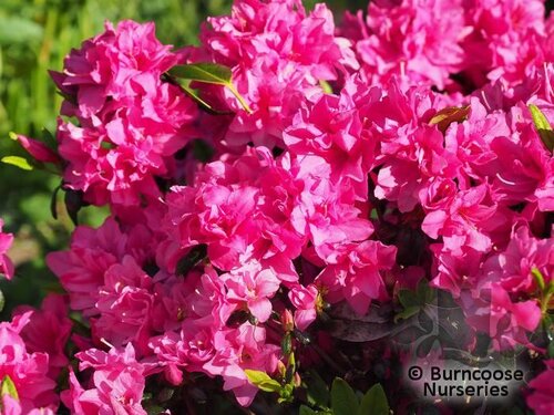 AZALEA - EVERGREEN 'Melina'  
