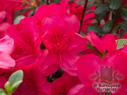 AZALEA - EVERGREEN 'Mothers Day'  